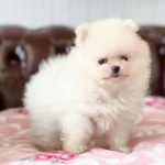 Teddy Bear Pomeranian Yavruları
