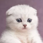 French Bulldog Yavruları