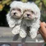 Kaliteli Maltese Yavruları