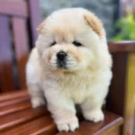 Irk Garantili Chow Chow Yavruları