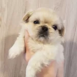 Basık Burun Pekinez Yavruları