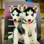 Kaliteli Sibirya Kurdu Yavruları