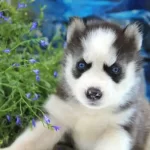 Husky Sibirya Yavruları