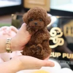 Dark Red Brown Toy Poodle Yavrularımız