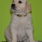 Golden Retriever Yavruları