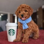 Orjinal Toy Poodle Yavruları