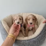 Teslime Hazır Minyatür Minnaklarım