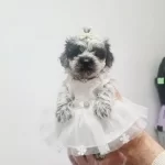 Silver Maltipo Miniğim Teslime Hazır