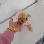 Minyatür Minnaklarım Teslime Hazır