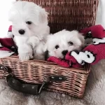 Orjinal Maltese Yavruları