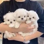 A Kalite Maltese Bebeklerimiz