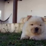 Irk Chow Chow Yavruları