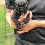 Fransiz Bulldog Yavruları