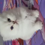 Show Kalite British Longhair Silver