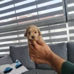 Çok Büyümeyen Minyatür Minnaklarım