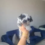 Çok Büyümeyen Minyatür Miniğim Teslime Hazır…