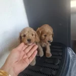 Tuvalet Eğitimli, Çok Büyümeyen Minyatür Minnaklarım