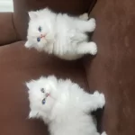 Show Kalite British Longhair Silver