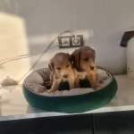 Çok Büyümeyen Minyatür Minnaklarım