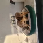 Çok Büyümeyen Minyatür Minnaklarım