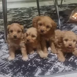 Minyatür Minnaklarım Teslime Hazır