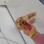 Tuvalet Egitimli Minyatür Minnaklarım