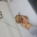 Teacup Minnaklarım Teslime Hazır