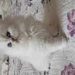 Show Kalite British Longhair Silver