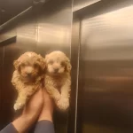 Çok Büyümeyen Minyatür Minnaklarım