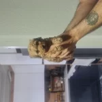 Minyatür Minnaklarım Tuvalet Eğitimli