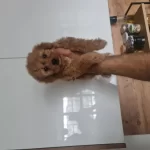 Minyatür Minnaklarım Teslime Hazır…