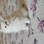 British Longhair Silver