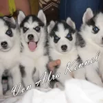 Husky Sibirya Yavruları