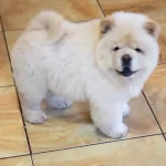 Irk Garantili Chow Chow Yavruları