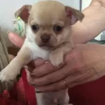 Irk Garantili Chihuahua Yavruları