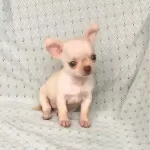 Irk Garantili Chihuahua Yavruları