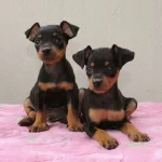 Sevimli Pincher Yavruları