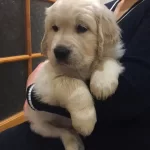 Golden Retriever Yavruları