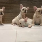 French Bulldog Yavruları