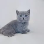 British Shorthair Sevimli Yavrular