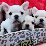 Özel Renge Sahip French Bulldog Yavruları