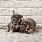 Exotic French Bulldog Yavruları