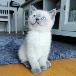 British Shorthair Yavruları