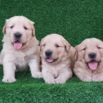 Bebek Yüzlü Golden Retriever Yavruları