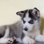 Efsane Sibirya Kurdu Yavruları