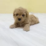 Kaliteli Maltipoo Yavruları