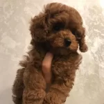 Efsane Toy Poodle Yavruları