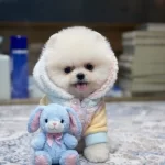 Orjinal Pomeranian Boolar