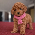 Orjinal Toy İsteyenler