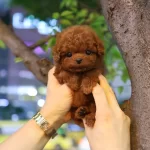 Sevgi Arsizi Kore Toy Poodle Cocuklarim